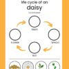 D is for Daisy Preschool Learning Pack - Image 4