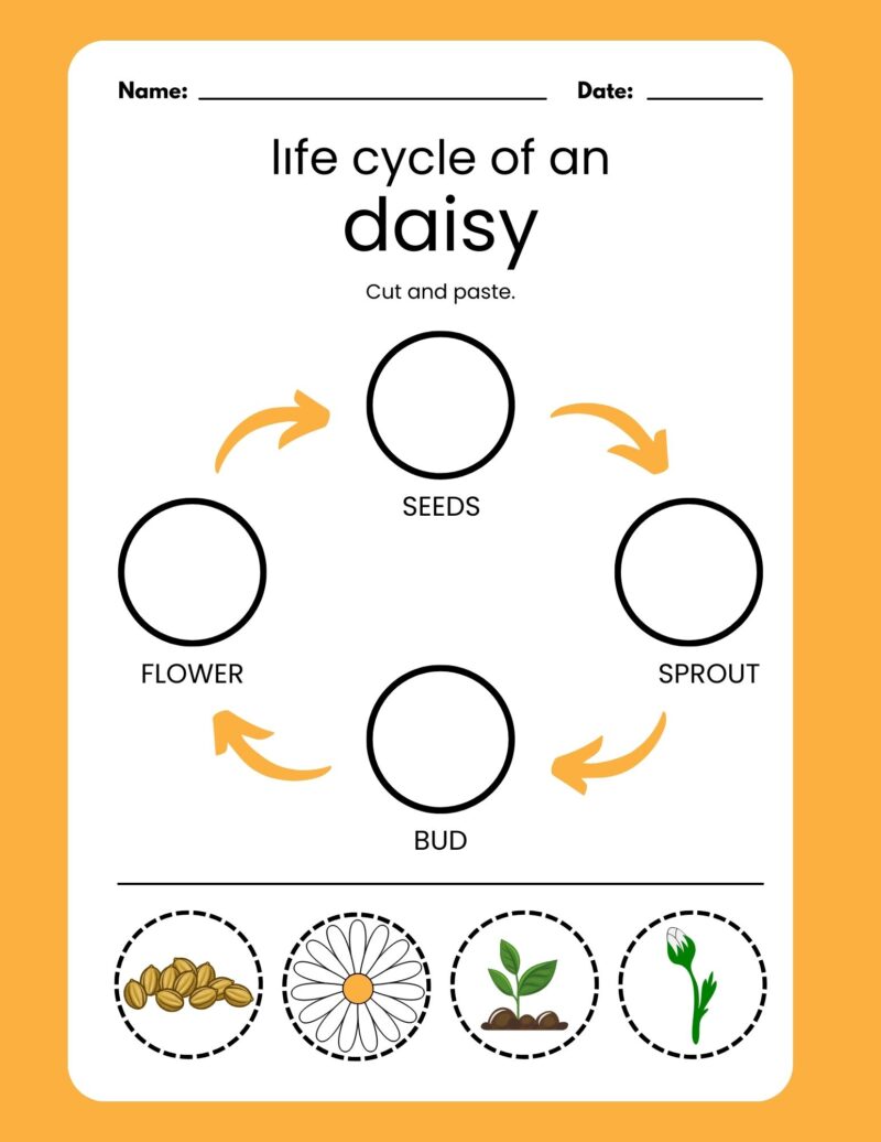 D is for Daisy Preschool Learning Pack - Image 4