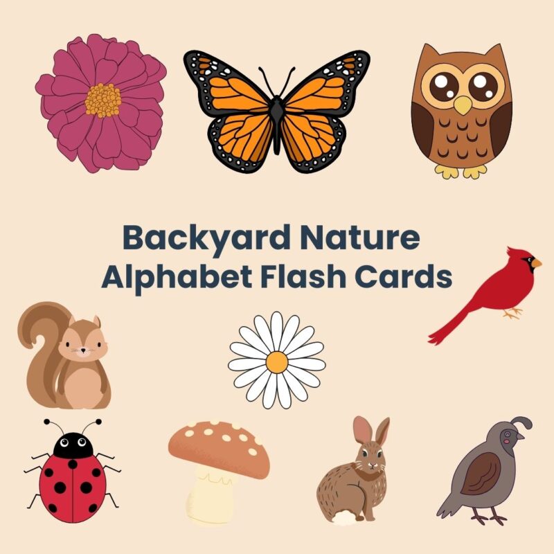 Nature Alphabet Flash Cards Backyard Nature Preschool ABC Cards