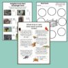 N is for Nest Preschool Activity Sheet Bundle Pre-K -Kindergarten Homeschool Curriculum - Image 4