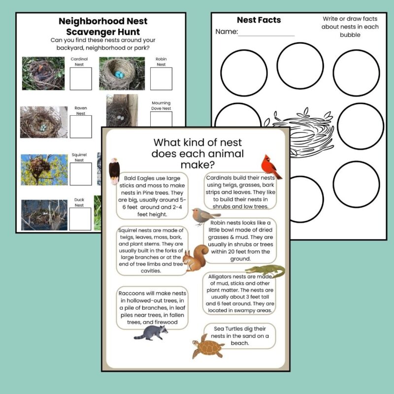 N is for Nest Preschool Activity Sheet Bundle Pre-K -Kindergarten Homeschool Curriculum - Image 4