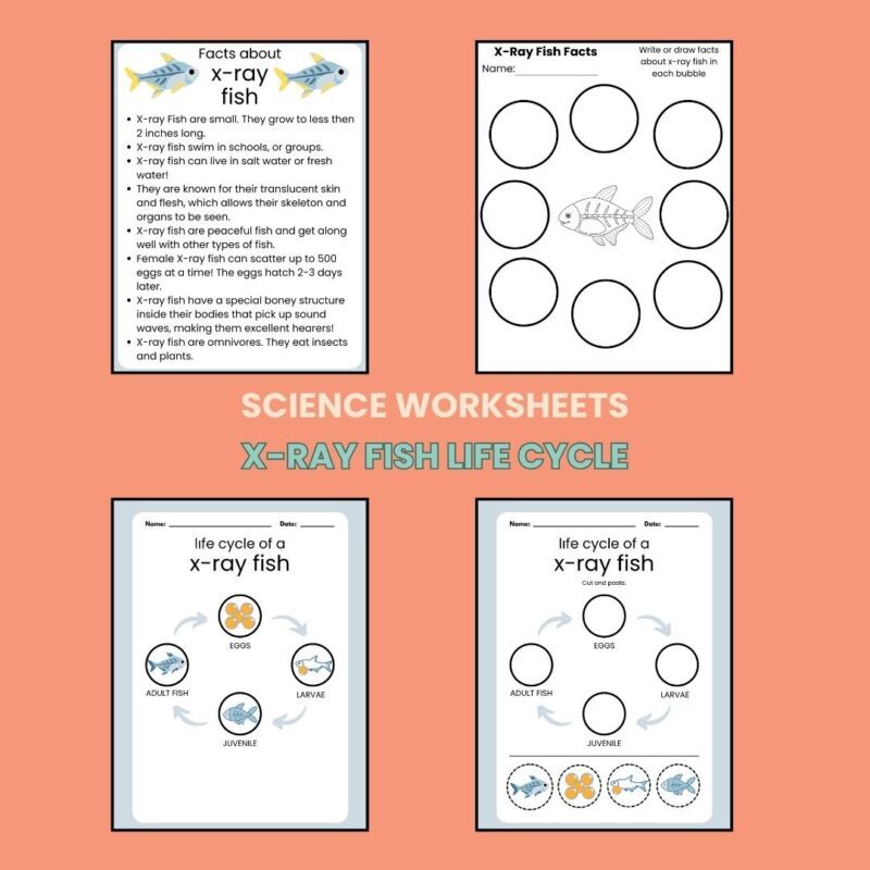 X is for X-Ray Fish Preschool Kindergarten Activity Sheets Bundle Letter X Week - Image 3