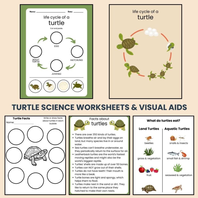 T is for Turtle Preschool Activity Sheets Bundle Letter T Turtle Unit Study Kindergarten Pre K - Image 3