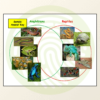Amphibians VS Reptiles Sorting and Classification Activities Example Venn Diagram