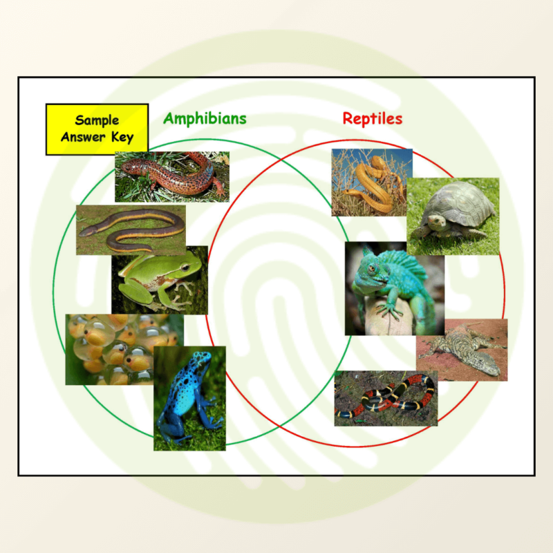 Amphibians VS Reptiles Sorting and Classification Activities Example Venn Diagram