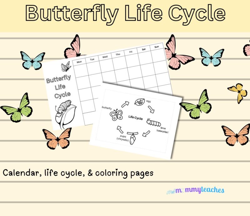 Butterfly Life Cycle Calendar Coloring Packet