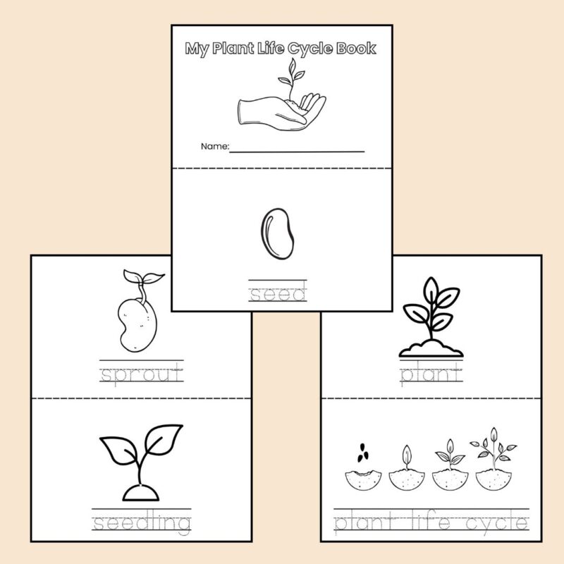 Plant Life Cycle Worksheet and Mini Coloring Book for Preschool and Kindergarten - Image 3