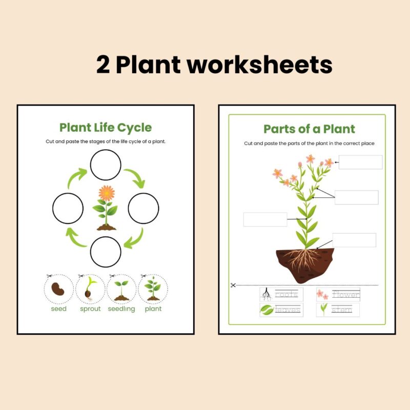 Plant Life Cycle Worksheet and Mini Coloring Book for Preschool and Kindergarten - Image 2