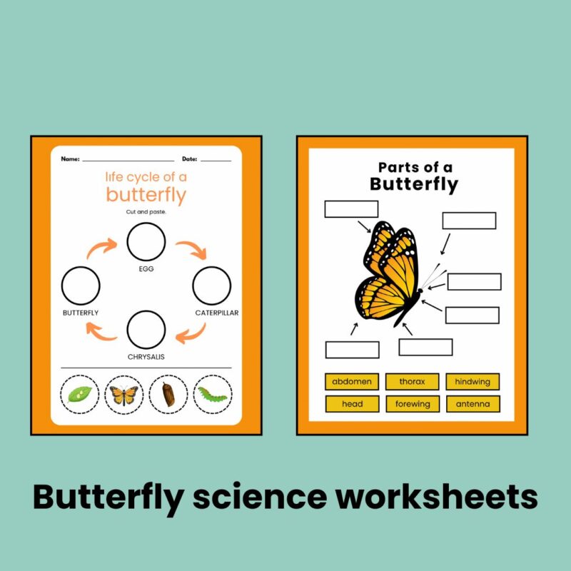 B is for Butterfly Preschool Worksheets Butterfly Life Cycle Pre K Kindergarten Activity Sheets - Image 3