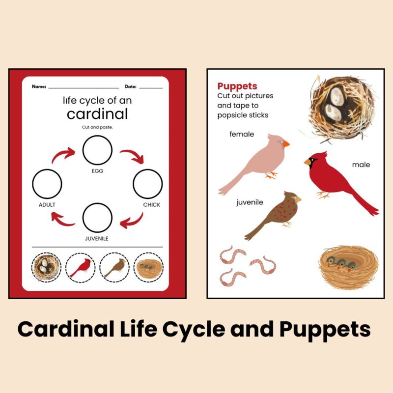 C is for Cardinal Preschool Worksheets Pre K Kindergarten Activity Sheets Bird Life Cycle - Image 4