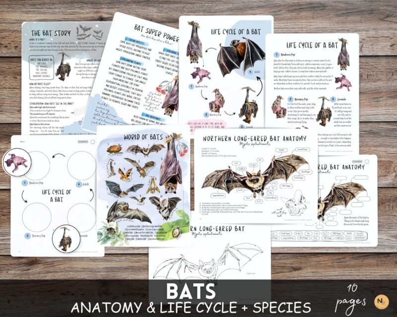 Bat Life cycle, Bat unit study,Fall nature study