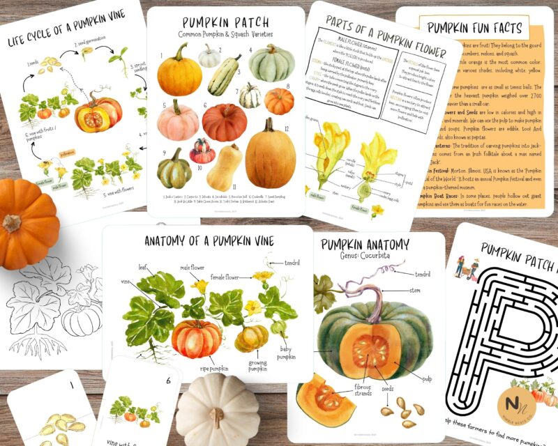 Pumpkin unit,Pumpkin life cycle,Pumpkin anatomy,Pumpkin type,Homeschooling fall unit,Autumn unit