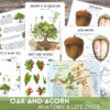 Acorn Unit study,Acorn anatomy,Oak and Acorn study,Fall Nature study,Fall Homeschool