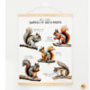 Squirrel unit study,Fall homeschool printables, Squirrel anatomy,Squirrel poster - Image 4