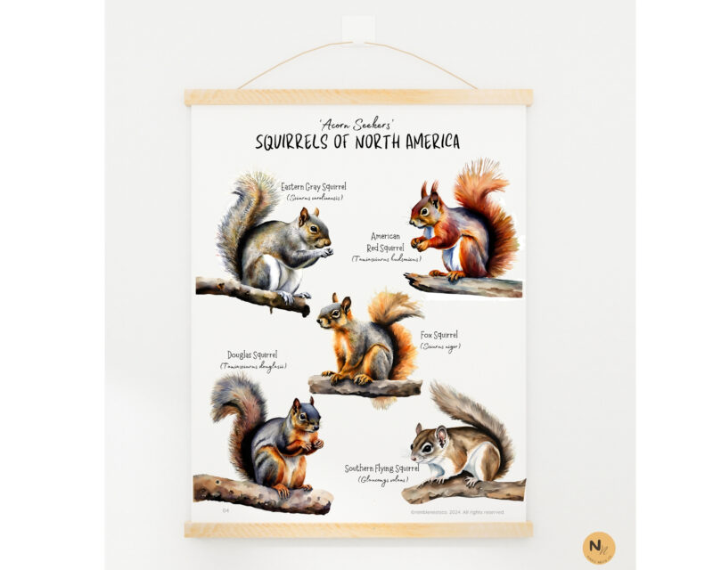 Squirrel unit study,Fall homeschool printables, Squirrel anatomy,Squirrel poster - Image 4