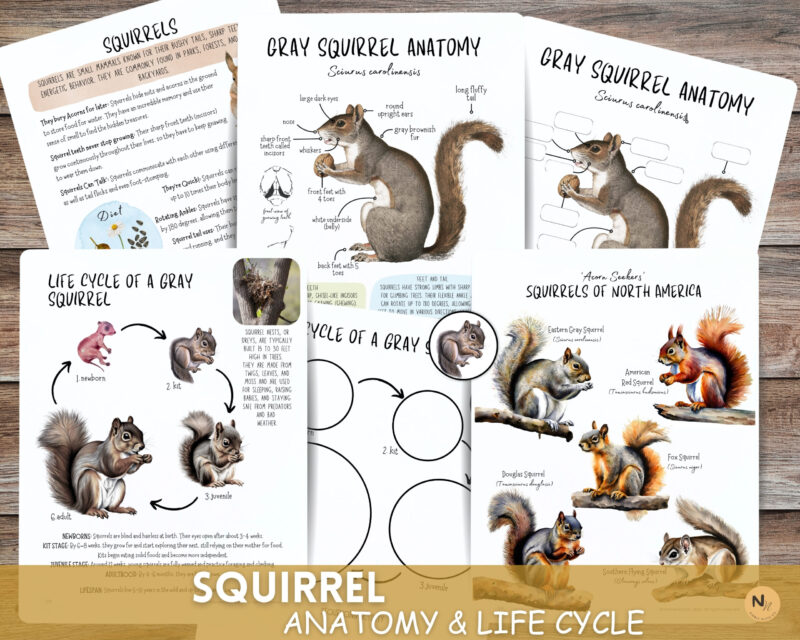 Squirrel unit study,Fall homeschool printables, Squirrel anatomy,Squirrel poster