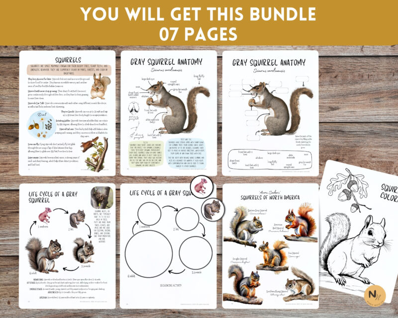 Squirrel unit study,Fall homeschool printables, Squirrel anatomy,Squirrel poster - Image 2