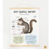 Squirrel unit study,Fall homeschool printables, Squirrel anatomy,Squirrel poster - Image 3