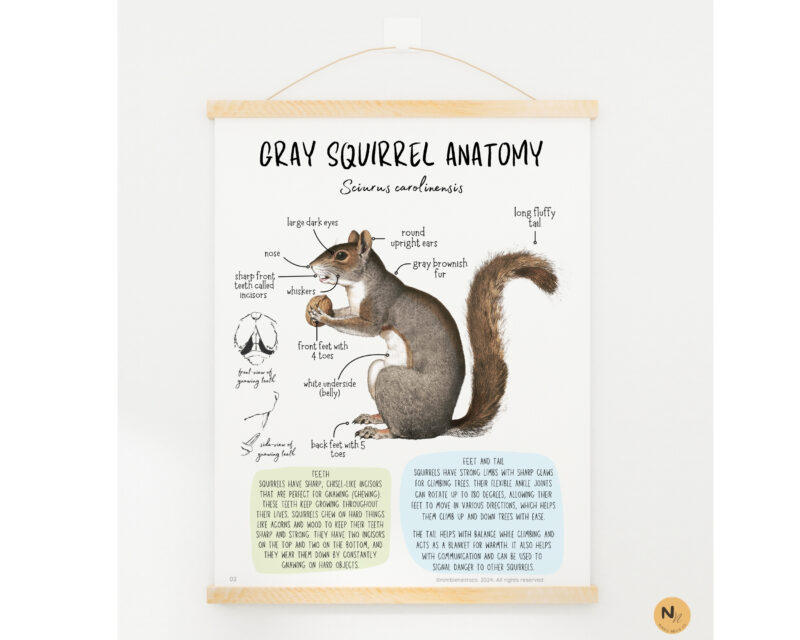 Squirrel unit study,Fall homeschool printables, Squirrel anatomy,Squirrel poster - Image 3