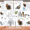 Turkey Unit Study, Fall Homeschool printable, Thanksgiving learning, Wild Turkey anatomy
