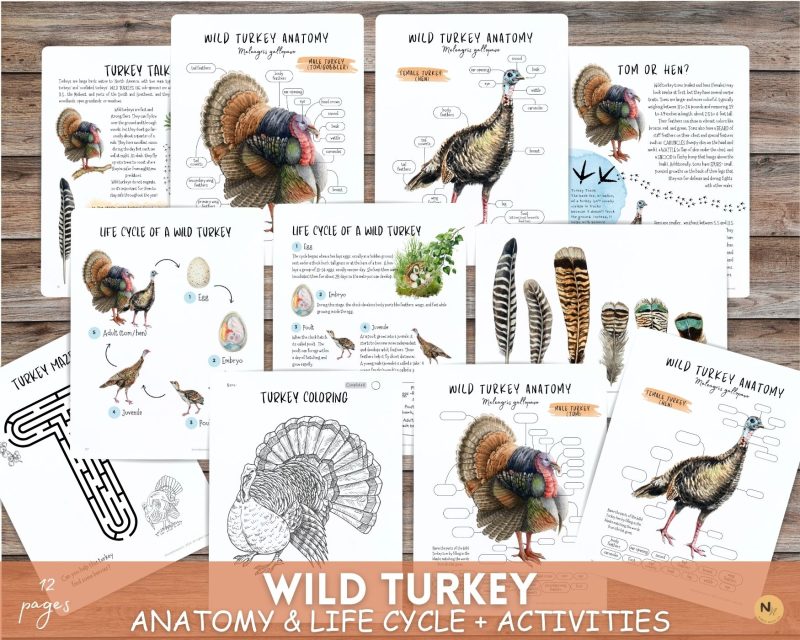 Turkey Unit Study, Fall Homeschool printable, Thanksgiving learning, Wild Turkey anatomy