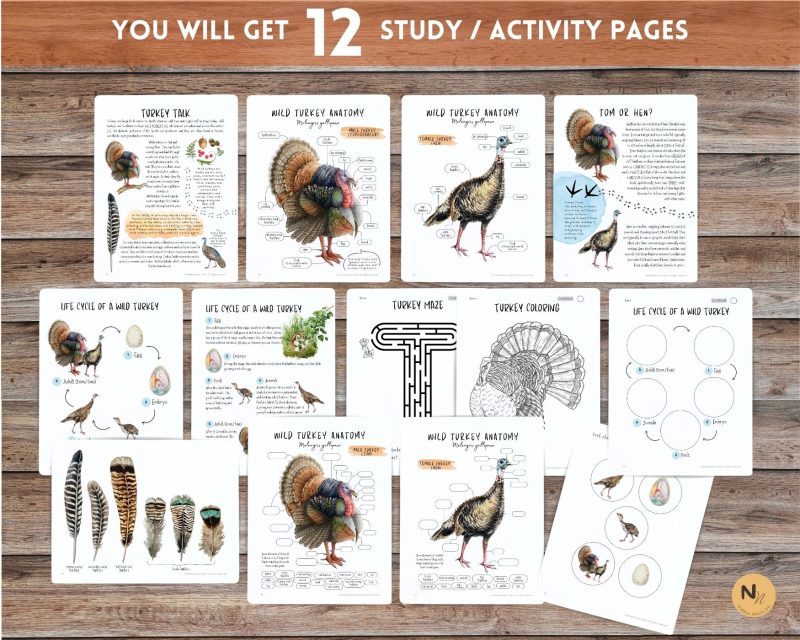 Turkey Unit Study, Fall Homeschool printable, Thanksgiving learning, Wild Turkey anatomy - Image 2