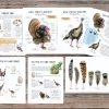 Turkey Unit Study, Fall Homeschool printable, Thanksgiving learning, Wild Turkey anatomy - Image 3