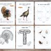 Turkey Unit Study, Fall Homeschool printable, Thanksgiving learning, Wild Turkey anatomy - Image 4