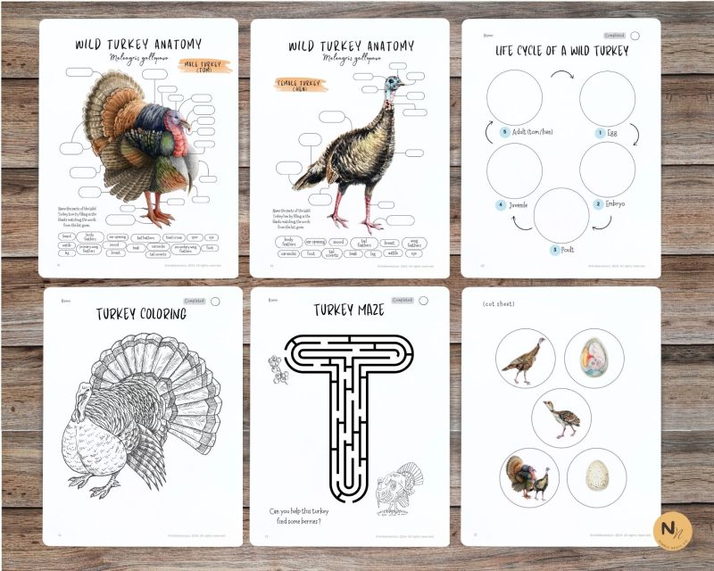 Turkey Unit Study, Fall Homeschool printable, Thanksgiving learning, Wild Turkey anatomy - Image 4