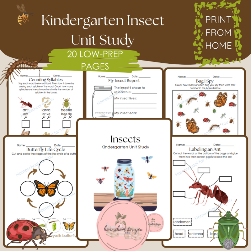 Kindergarten Insect Unit Study - Bug Unit Study