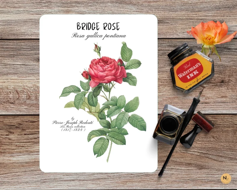 Rose flower Mini Unit, Valentines day study, Homeschool Valentines day printables - Image 2