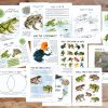 Frogs & Toads Mini Unit Study - Image 2