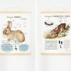 Rabbit & Hare Mini Unit, Spring Homeschool printable,Rabbit Unit study, Easter Homeschool activity - Image 4