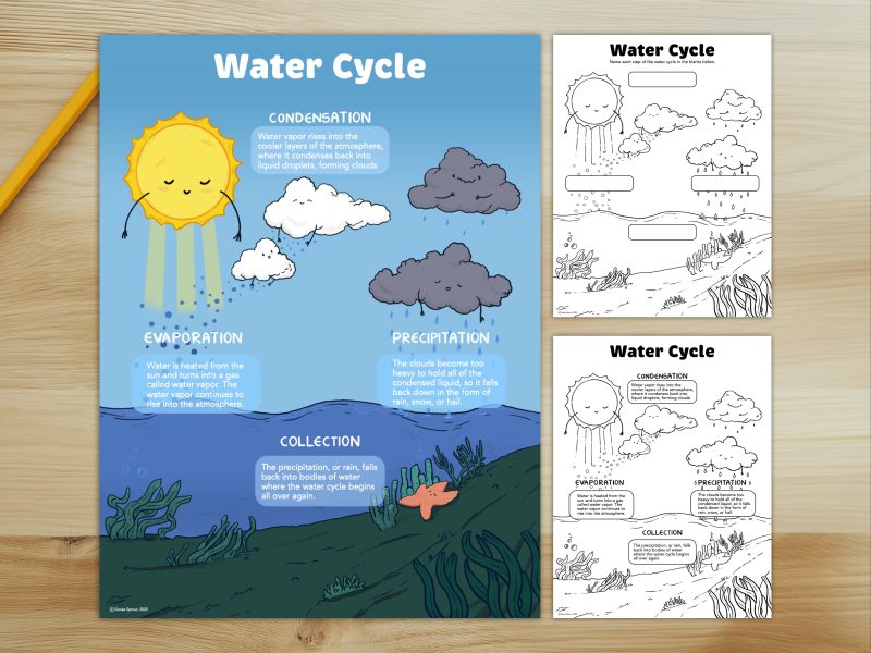 The Water Cycle - Educational Poster - Coloring Activity - Learning Diagram - Image 2