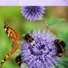 Pollinator Charades