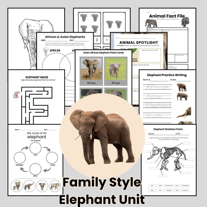 Elephant Nature Study Family Unit