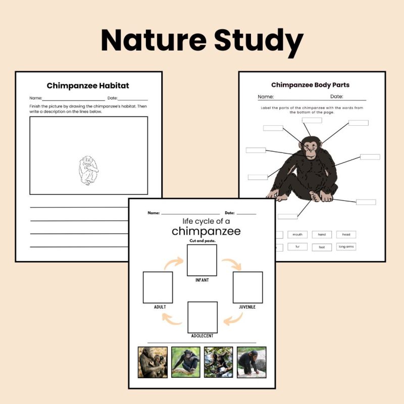 Chimpanzee Nature Study Family Unit Multi Subject Worksheets and Note Pages - Image 2