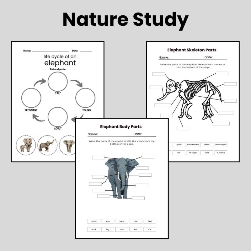 Elephant Nature Study Family Unit - Image 3