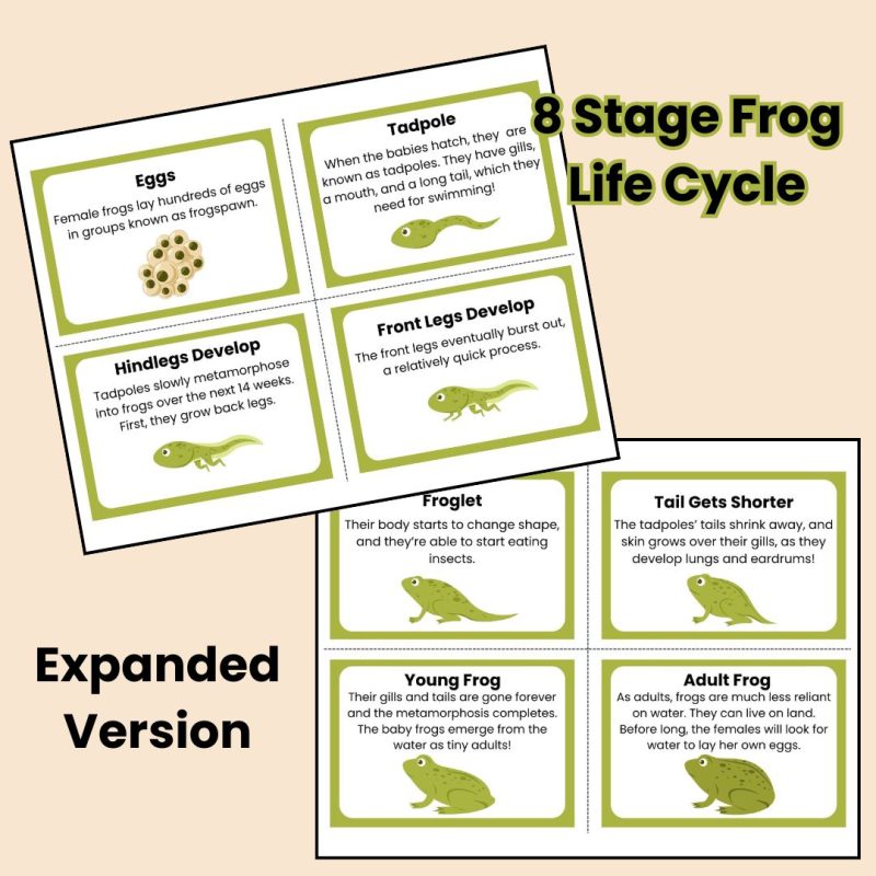 Frog Life Cycle Cards Kindergarten to 3rd Grade - Image 3