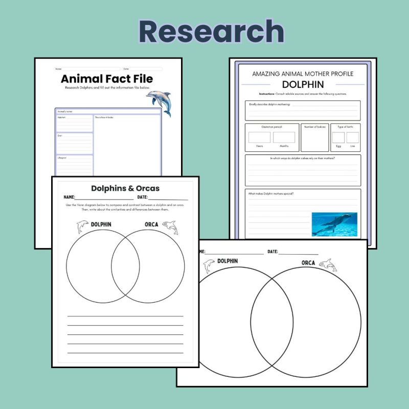 Dolphin Nature Study Family Unit Animal Science Ocean Mammal - Image 3