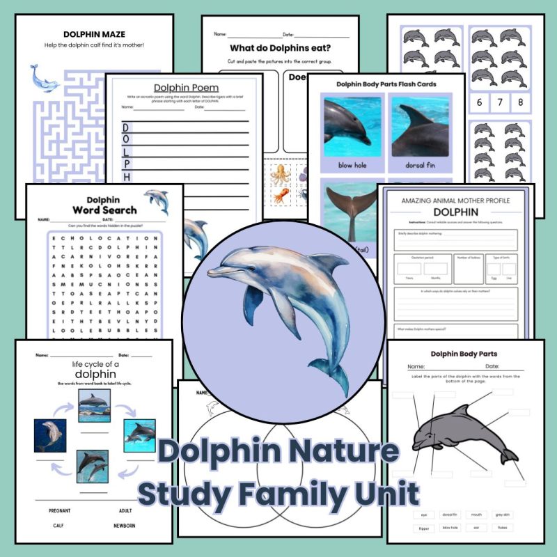 Dolphin Nature Study Family Unit Animal Science Ocean Mammal