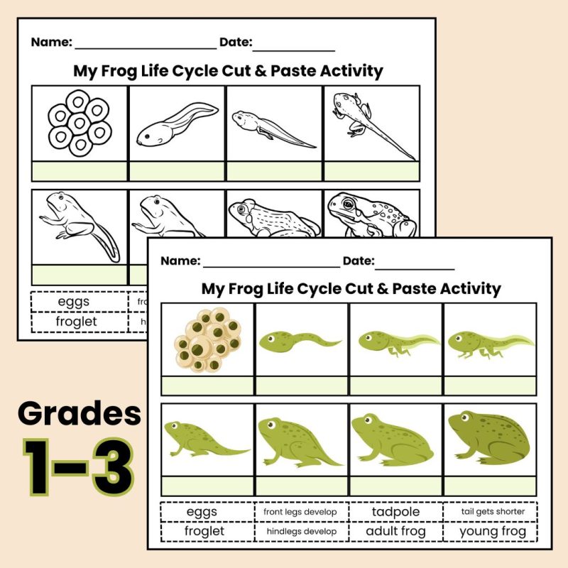 Frog Life Cycle Bundle Worksheet and Cards - Image 2