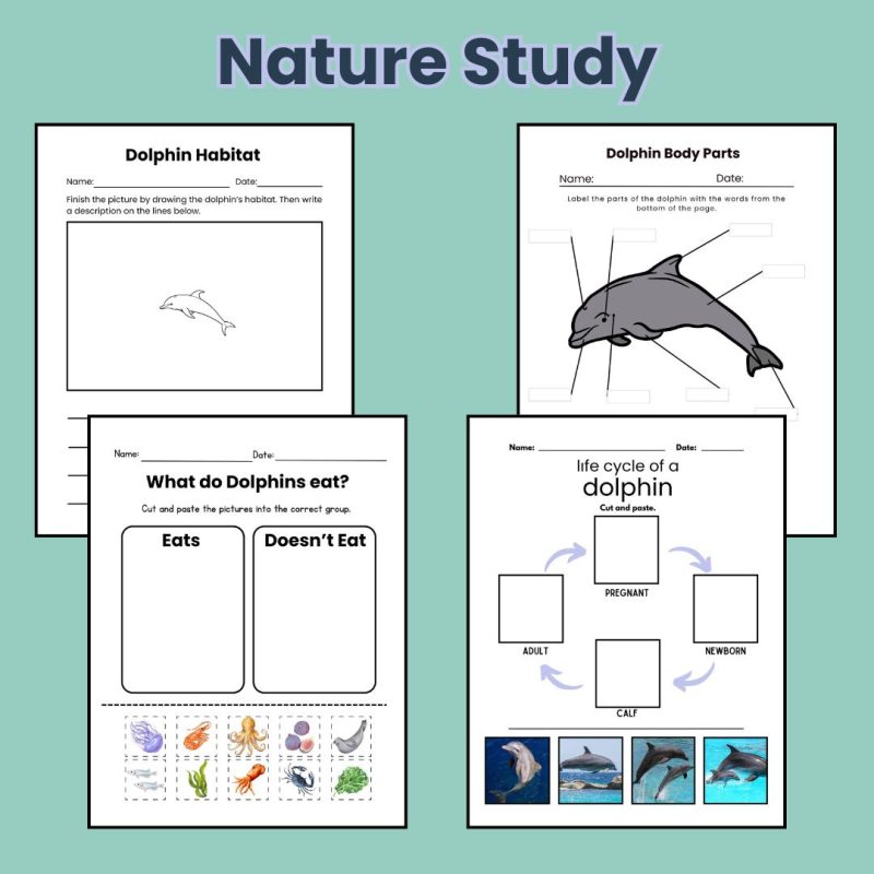 Dolphin Nature Study Family Unit Animal Science Ocean Mammal - Image 2