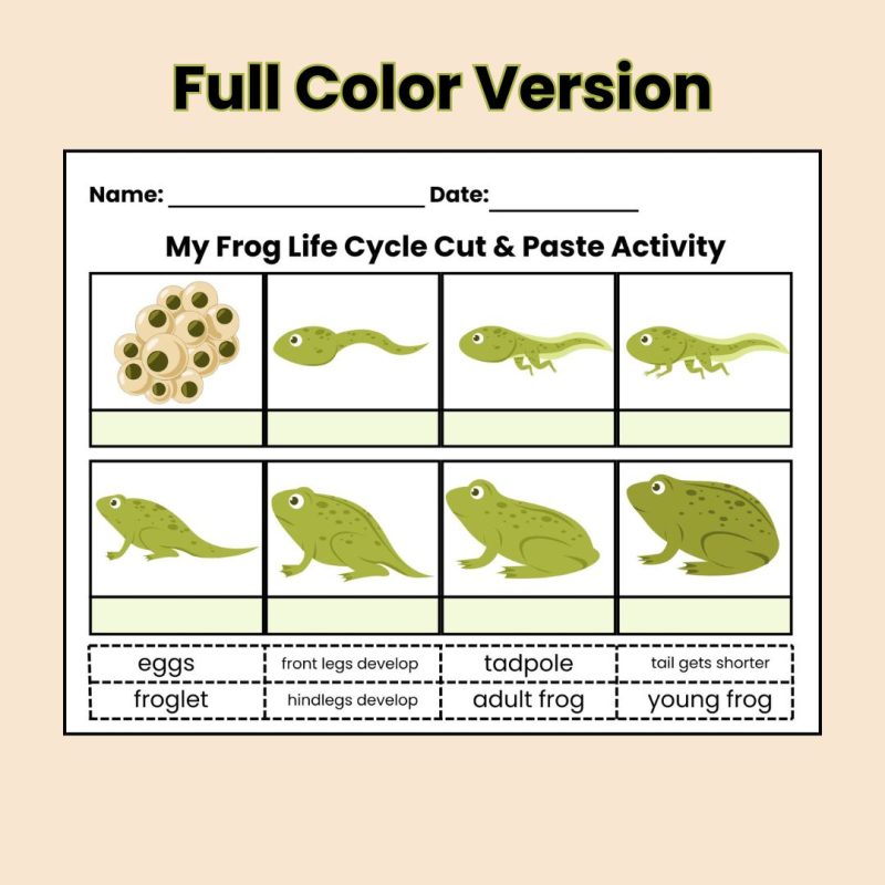 Frog Life Cycle Cut & Paste Activity Worksheet - Image 2