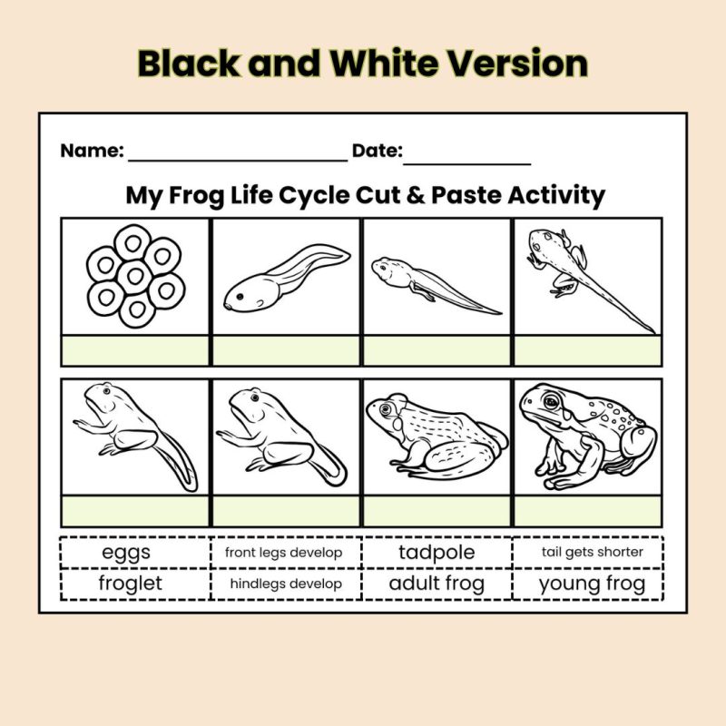 Frog Life Cycle Cut & Paste Activity Worksheet - Image 3