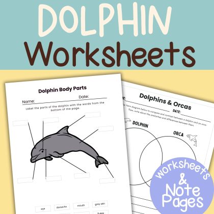 Dolphin Nature Study Family Unit Animal Science Ocean Mammal