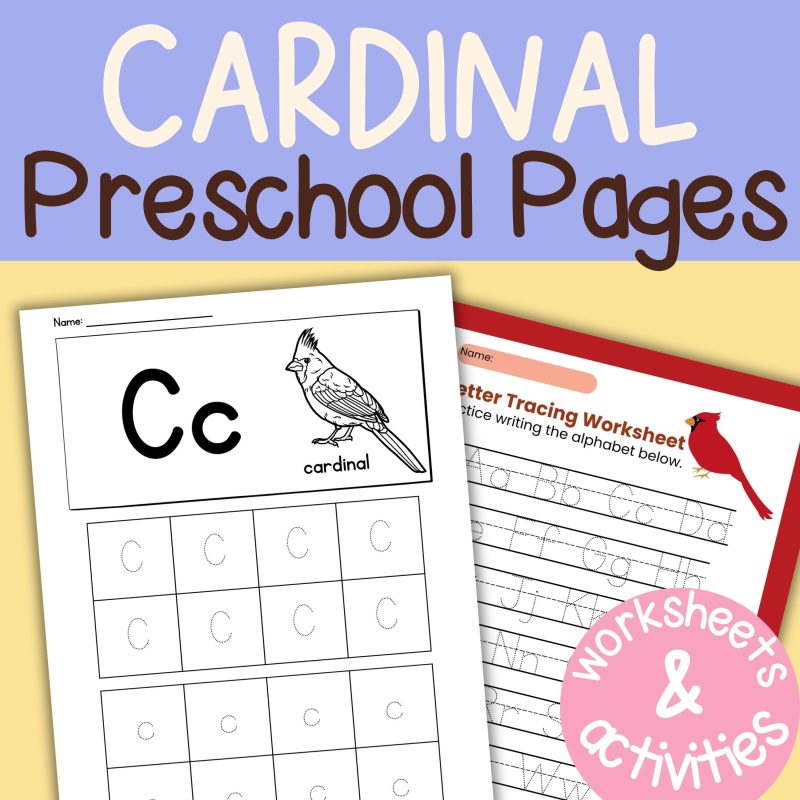 C is for Cardinal Preschool Worksheets Pre K Kindergarten Activity Sheets Bird Life Cycle