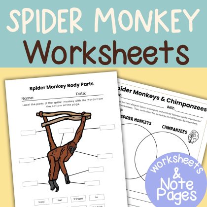 Spider Monkey Nature Study Family Unit Worksheets Activities and Note Pages