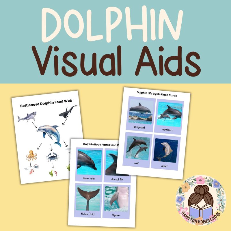 Dolphin Nature Study Family Unit Animal Science Ocean Mammal - Image 2