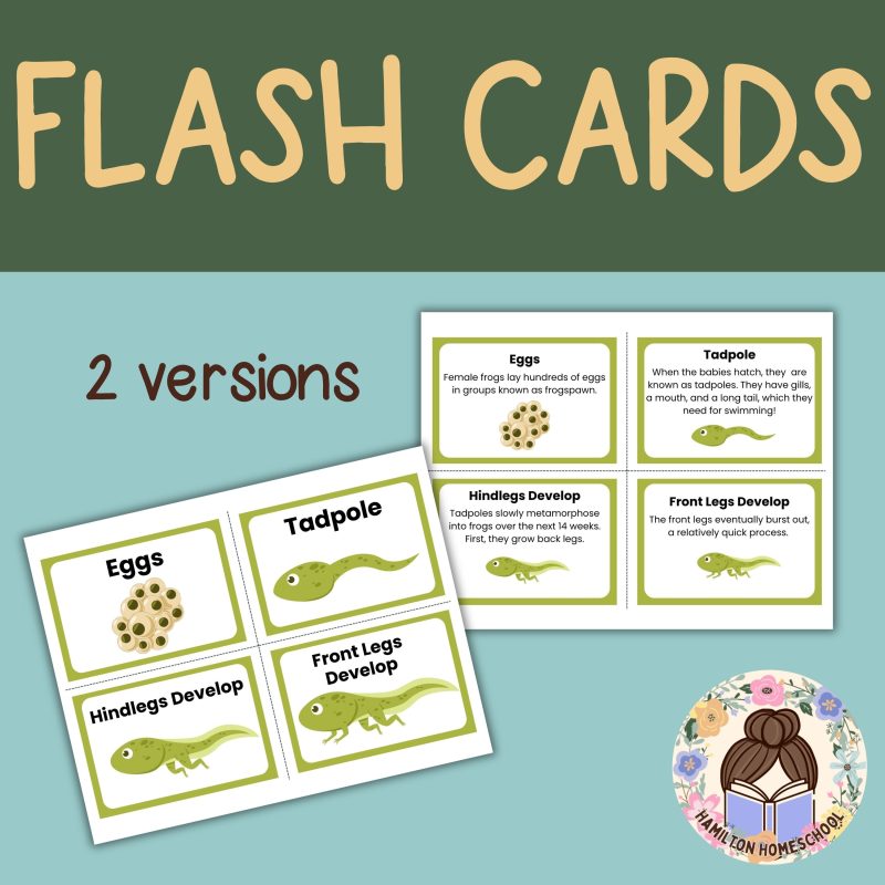 Frog Life Cycle Bundle Worksheet and Cards - Image 2